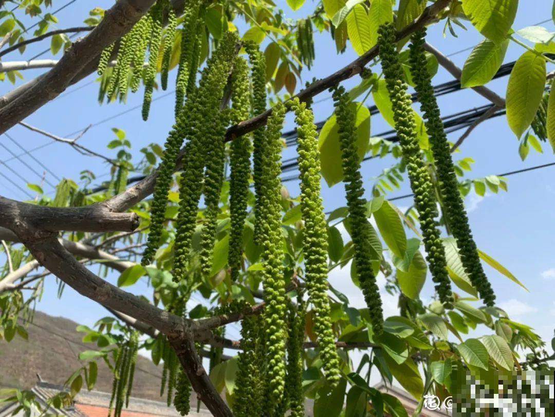 香飘飘的花,吃一口满嘴花香,再不吃就没了 香飘飘的花,吃一口满嘴花香,再不吃就没了
