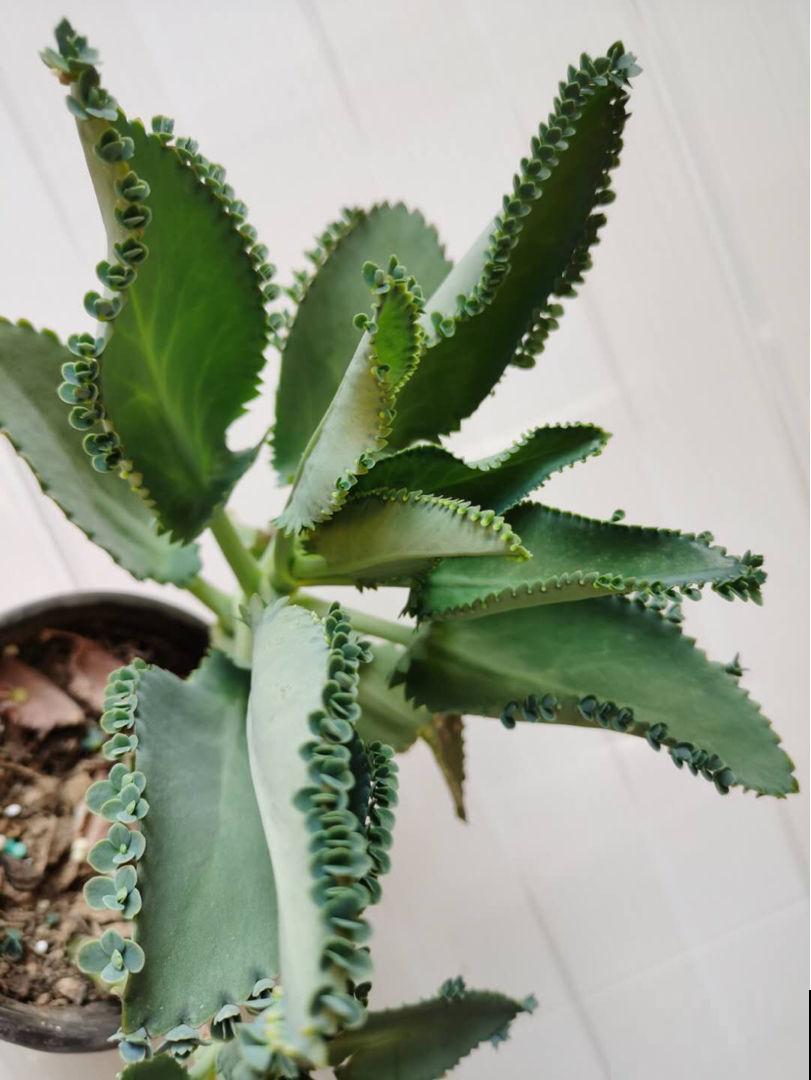 养了一片紫茉莉，种子掉土里长出一大片，年年都开花