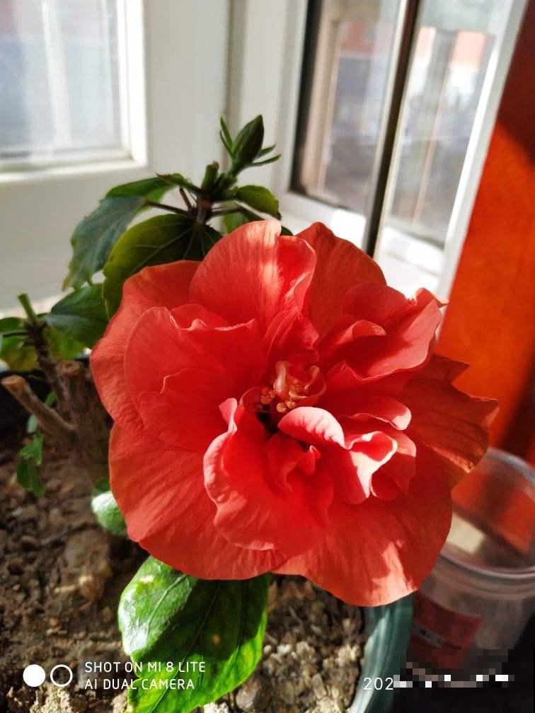 春天的花怎么拍都美,尤其是牡丹,雍容华贵让人一眼爱上 春天的花怎么拍都美,尤其是牡丹,雍容华贵让人一眼爱上