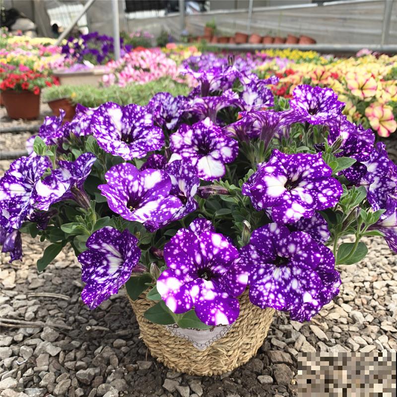 浪漫神秘的“星空矮牵牛”，花市少见，颜值超高