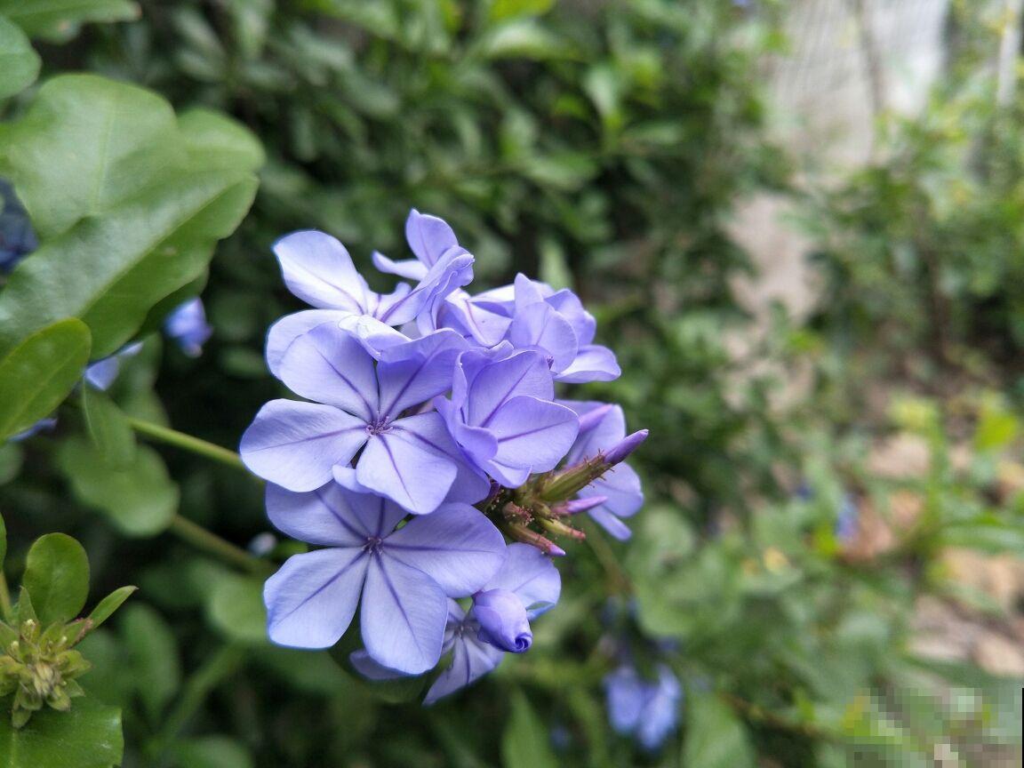 未来一个月,4种花要涨价,现在入手正合适 未来一个月,4种花要涨价,现在入手正合适