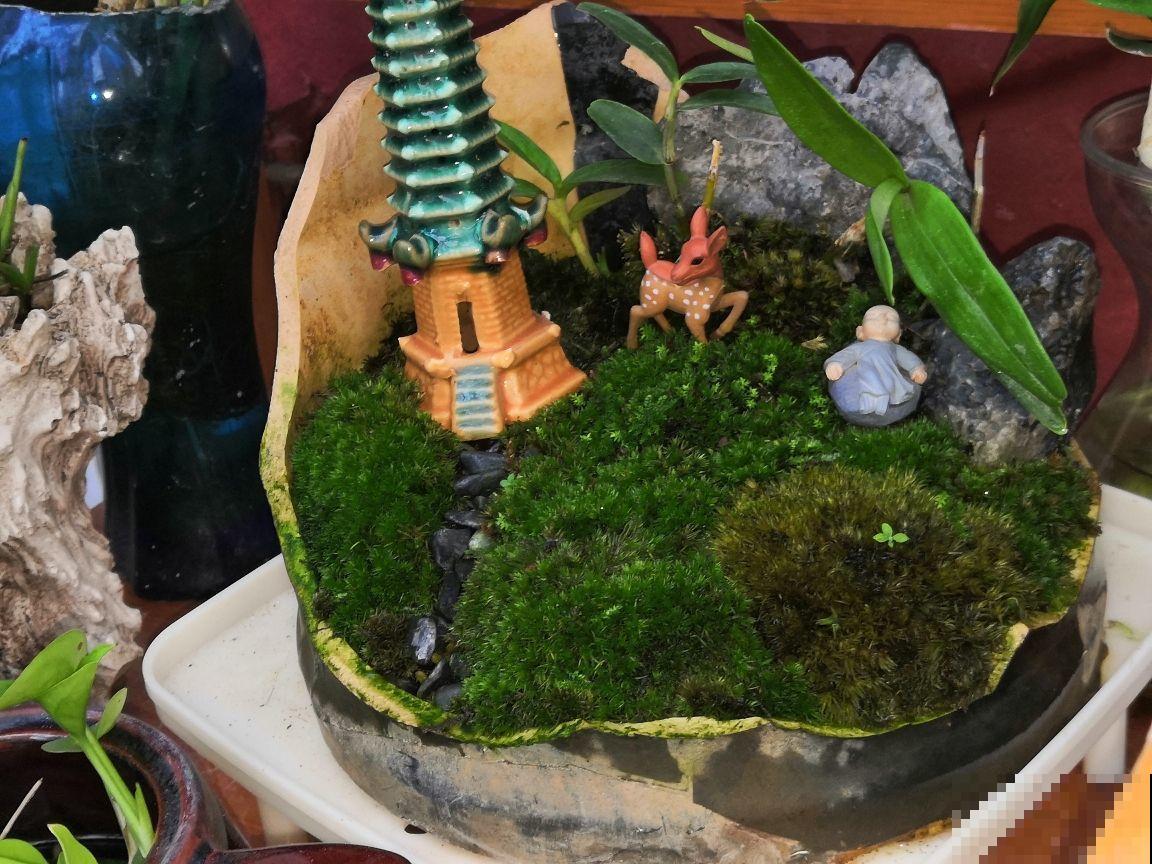 养了满院子的花，一问有什么诀窍，原来都是靠捡！