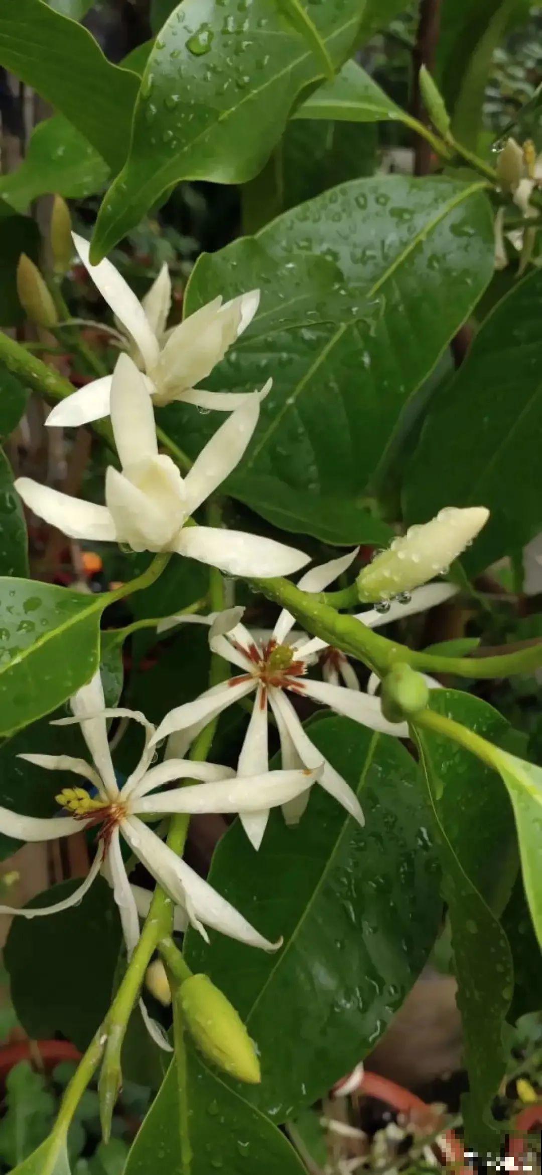 1棵白兰花， 满屋都是香味，真是活香水