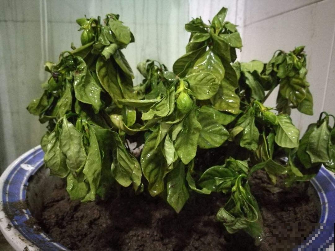 掌握这5种除虫方法，室内环境好，花草长得旺！