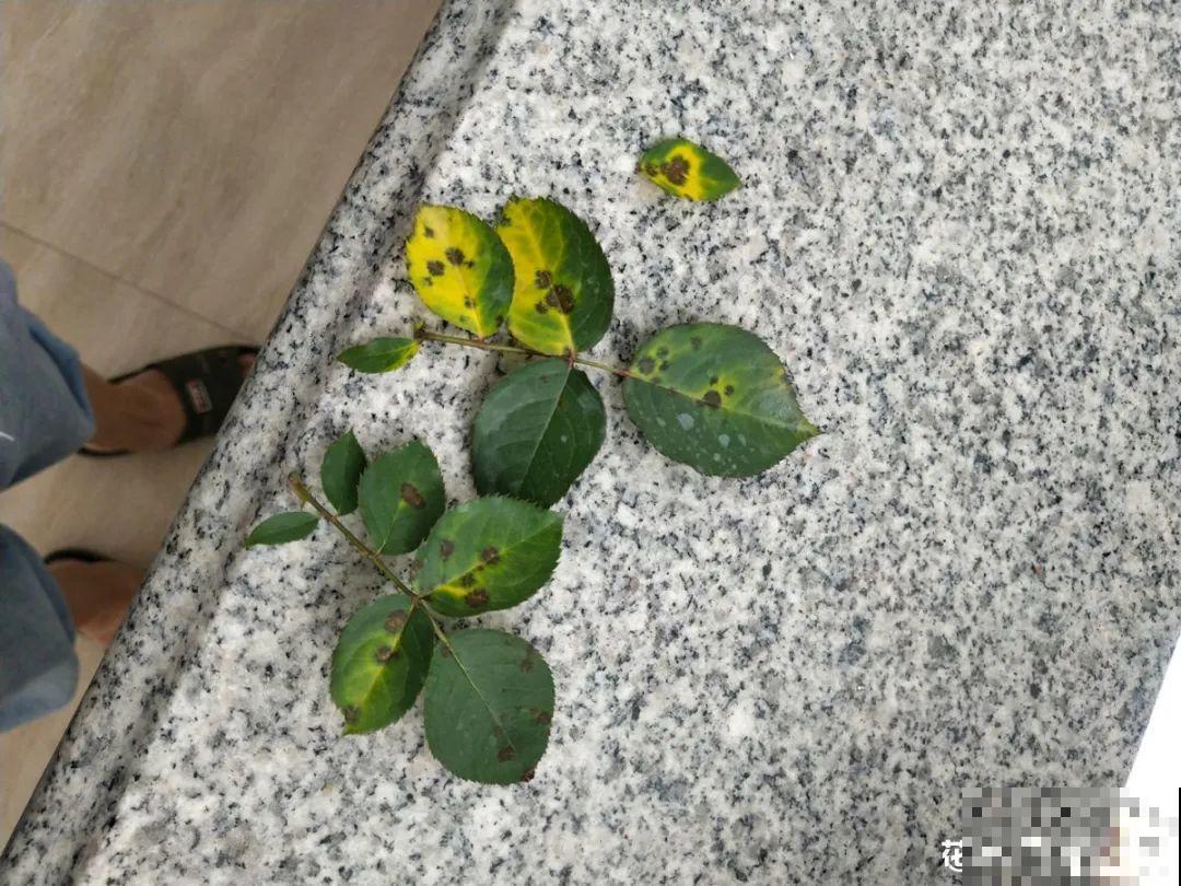 4月养花病虫害，白霜、黑斑、黄点儿···再不治就死光了