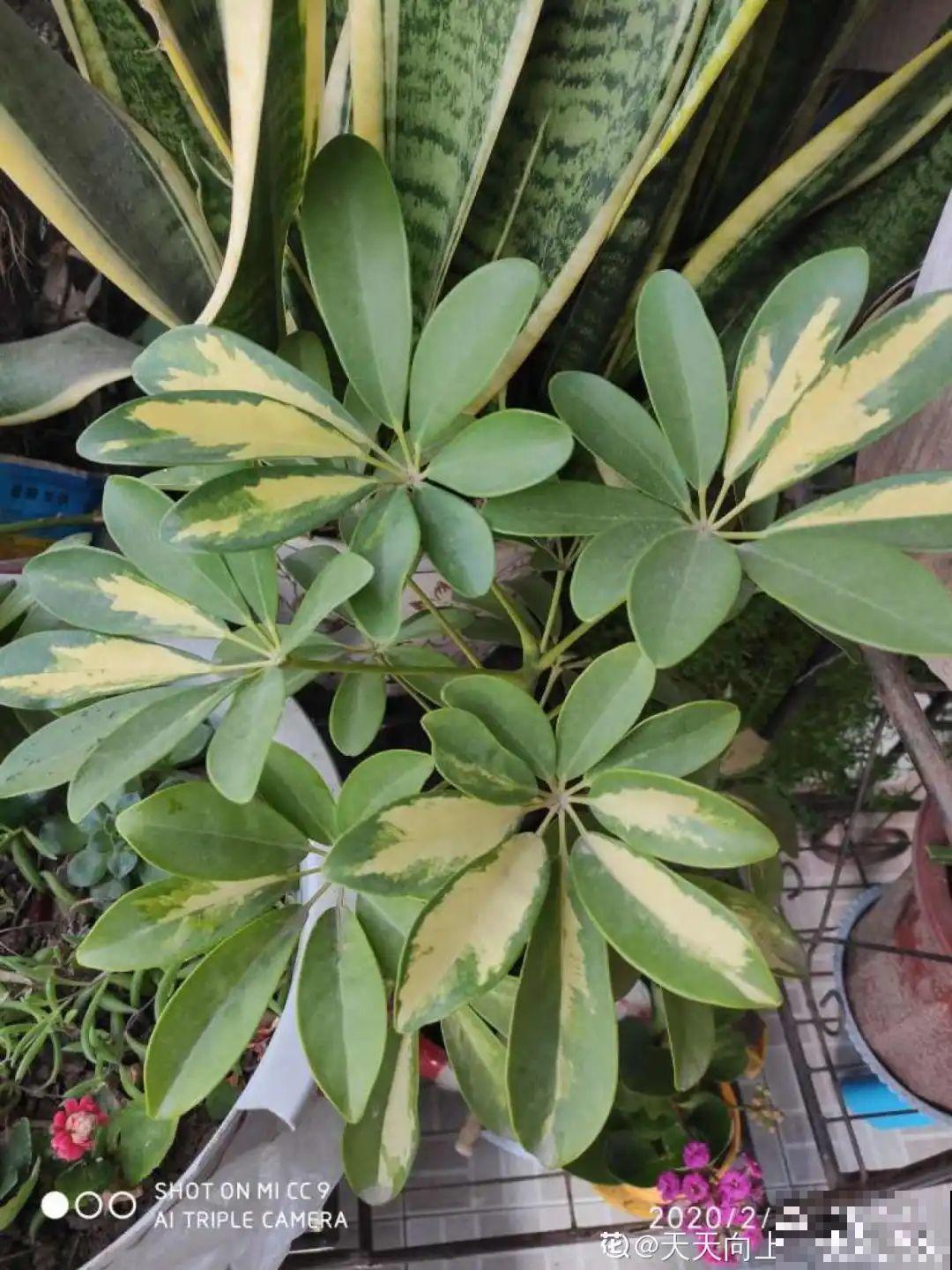 家里的绿植特高大，像是进了热带雨林，热气都跑光了