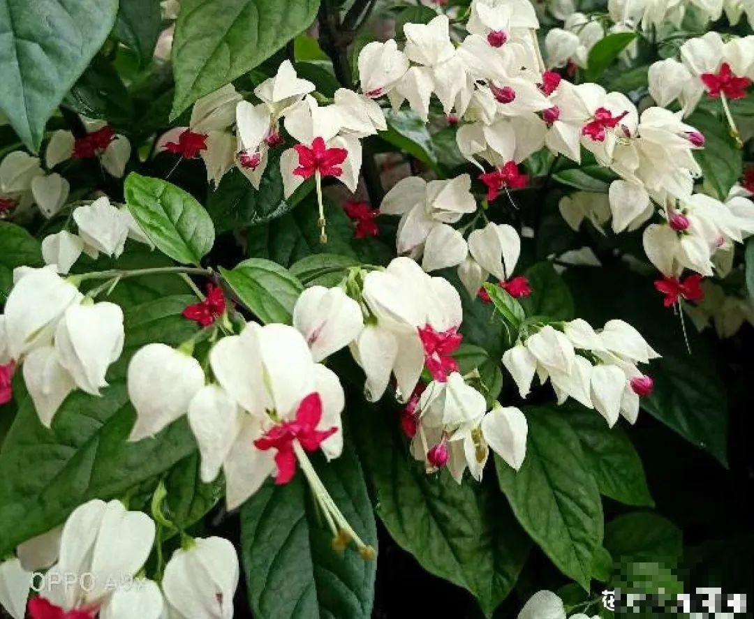 灵动仙气的垂丝茉莉,颜值超高,开花秀美多姿 灵动仙气的垂丝茉莉,颜值超高,开花秀美多姿