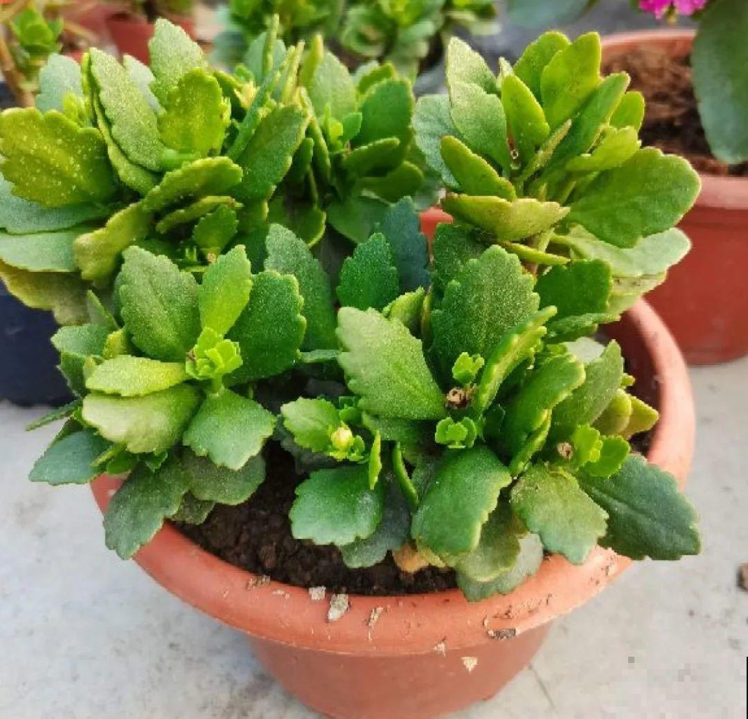 春天养花，就怕乱浇水，浇错水植物死的越快