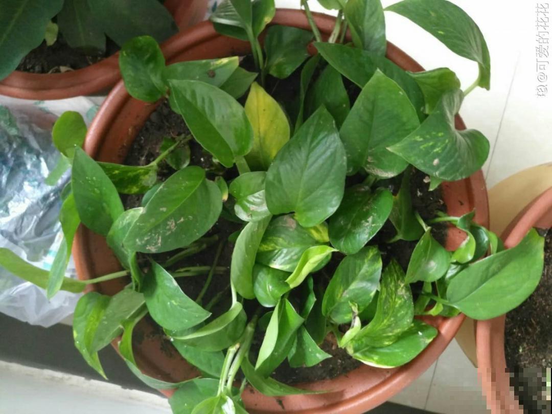 绿萝春天黄叶，赶紧看根部，可能烂了