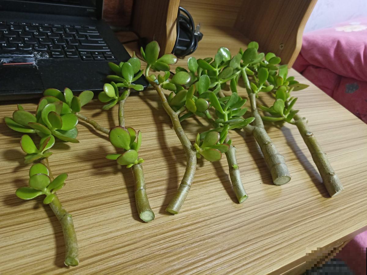 刚入夏,养花更要注意,度夏才更安全 刚入夏,养花更要注意,度夏才更安全