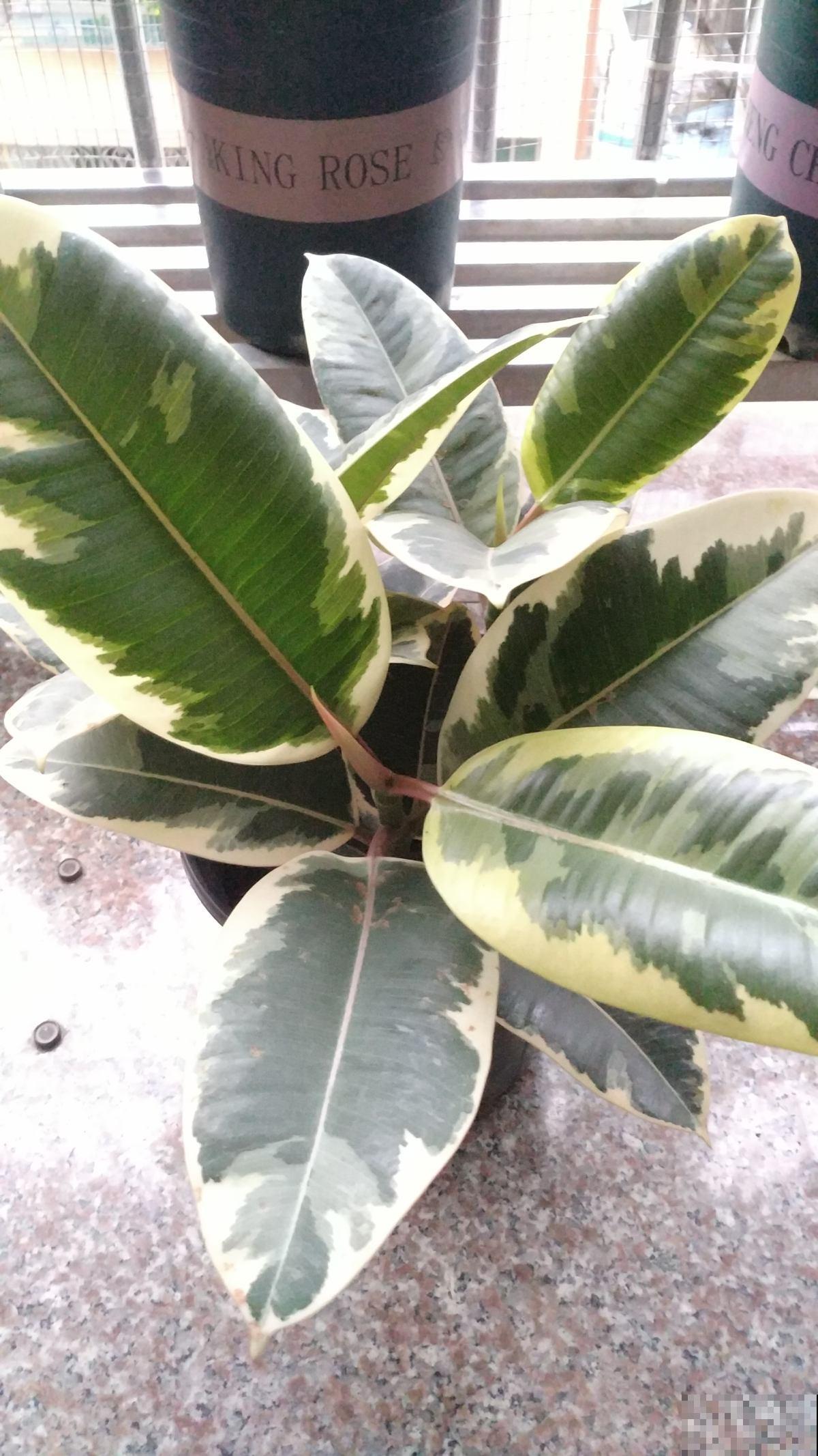 路边常见的几种花，养在花盆里也好看，颜值不是一般的高