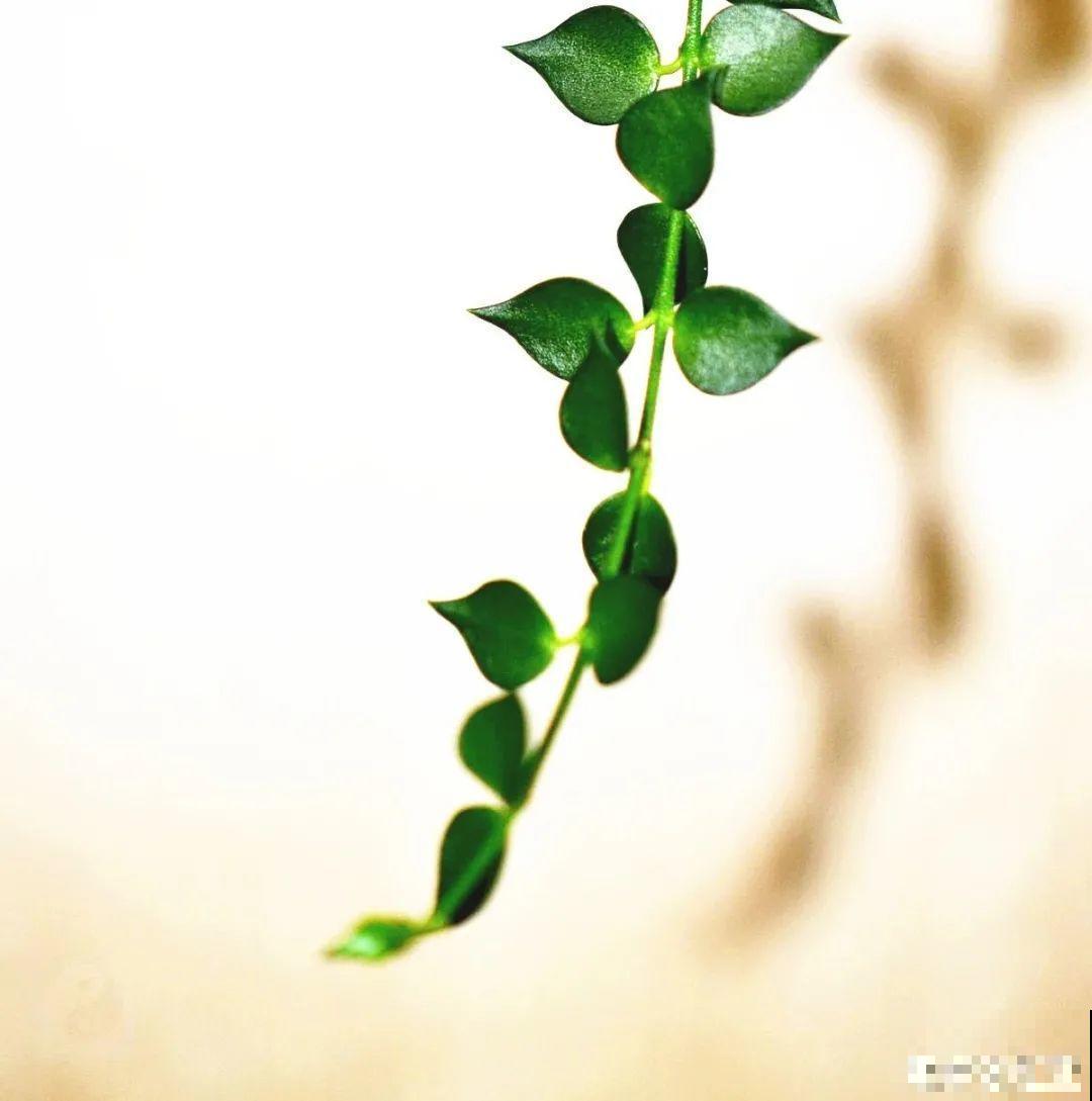 28种耐阴花，没光也能开爆盆，养在家里超有范儿