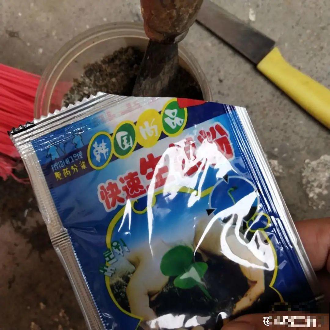 春天的大粗杆子，直接插土里，很快就生根