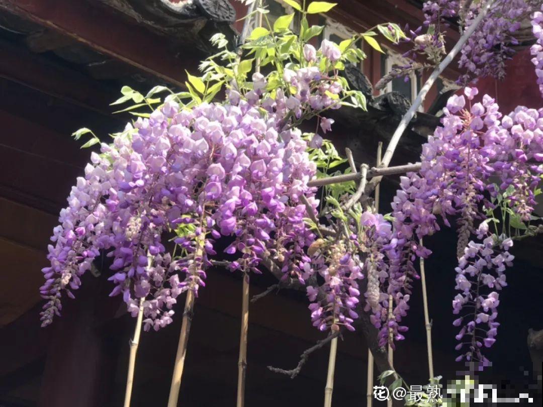 5月出门,收下这份百花图谱,啥花都能叫上名! 5月出门,收下这份百花图谱,啥花都能叫上名!