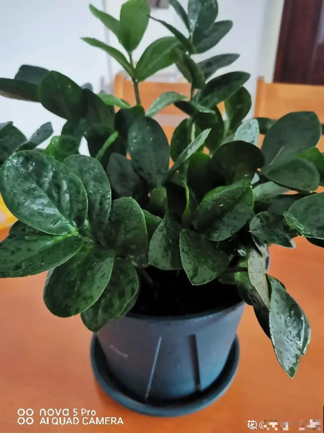 虐着养的花，剪成秃子，半月不浇水，呼呼开花