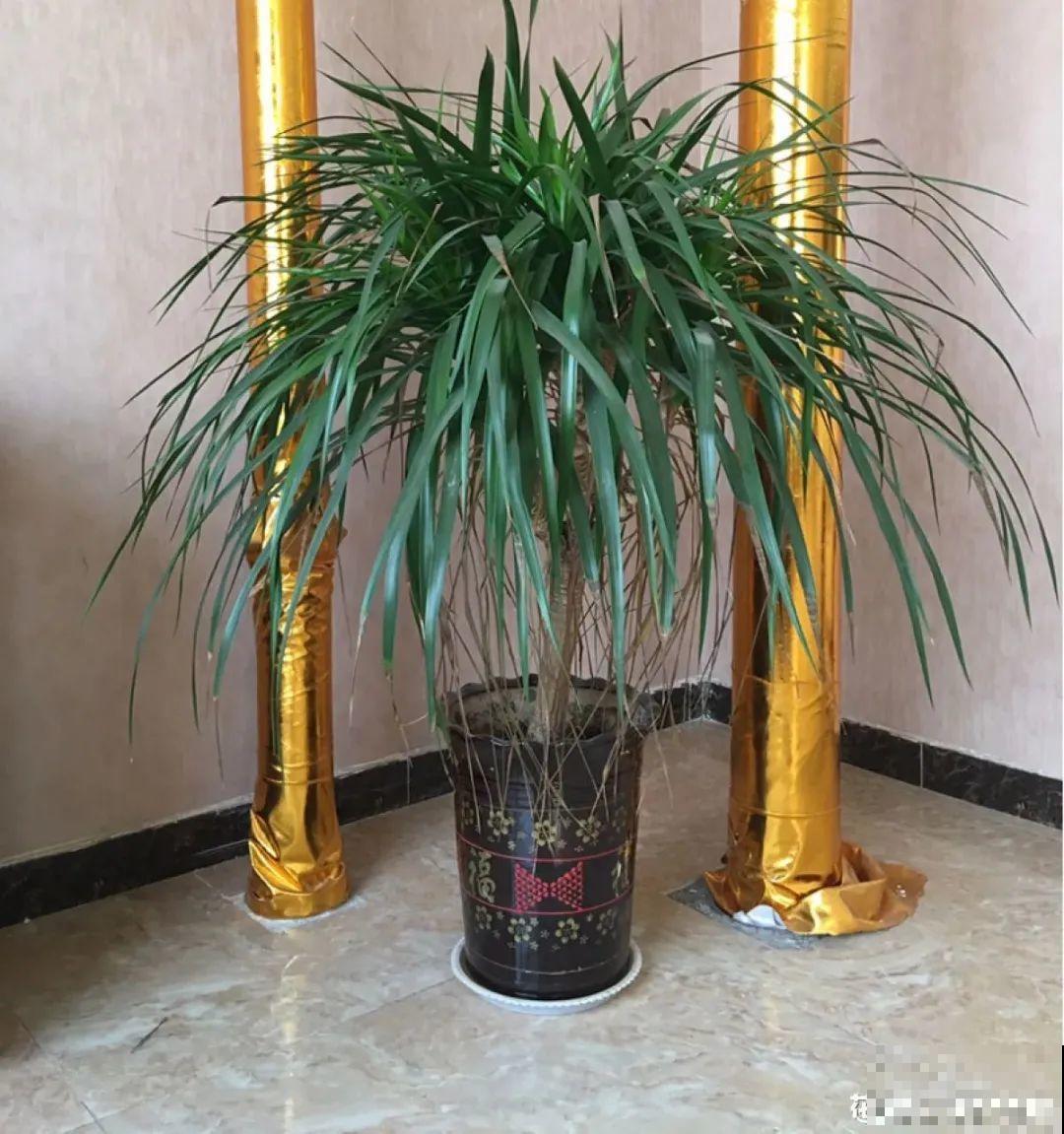 家里养盆镇宅花，越长越霸气，安全感十足
