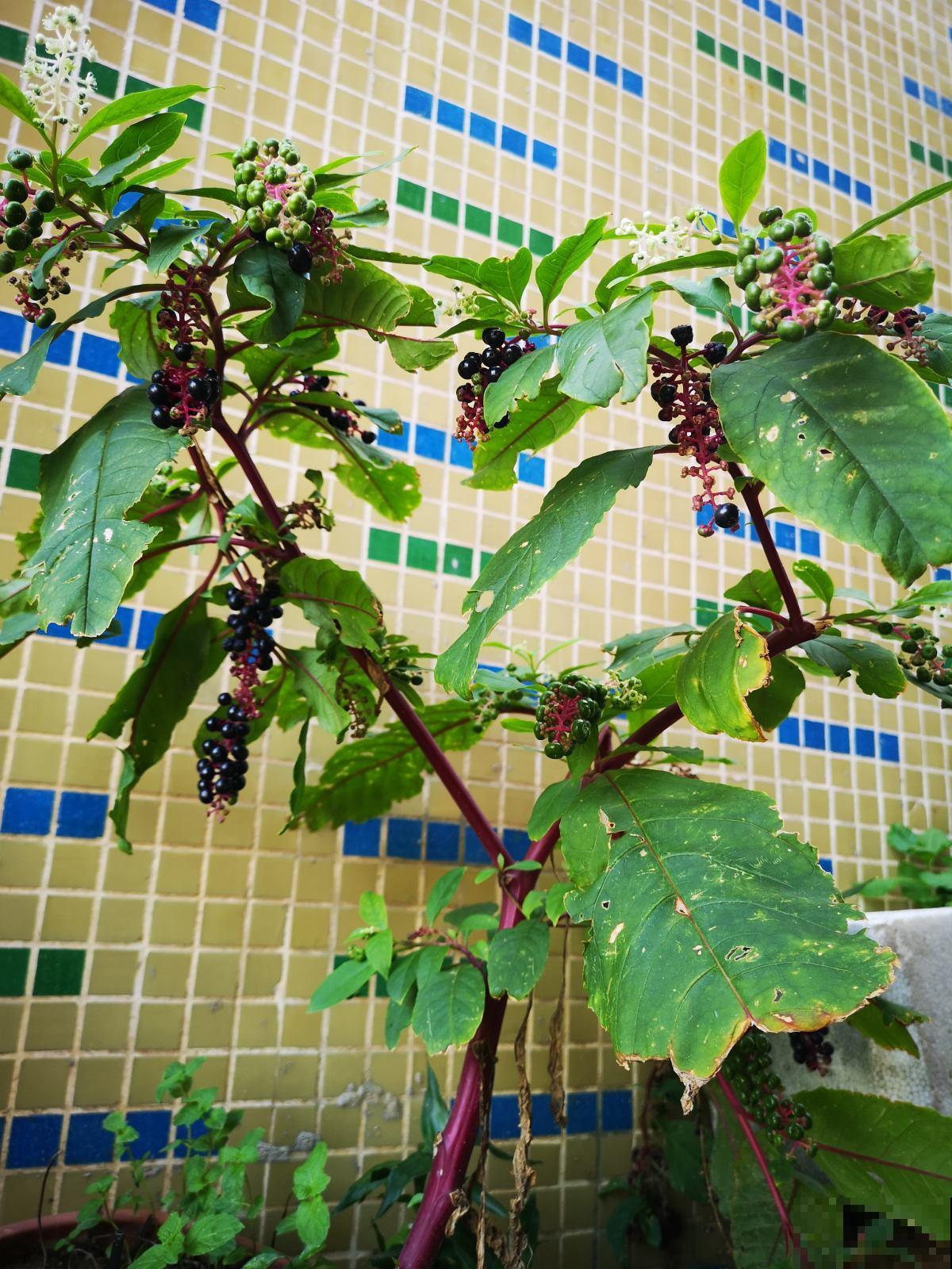 4种有花别养家里，出门也要离远点，因为有毒！