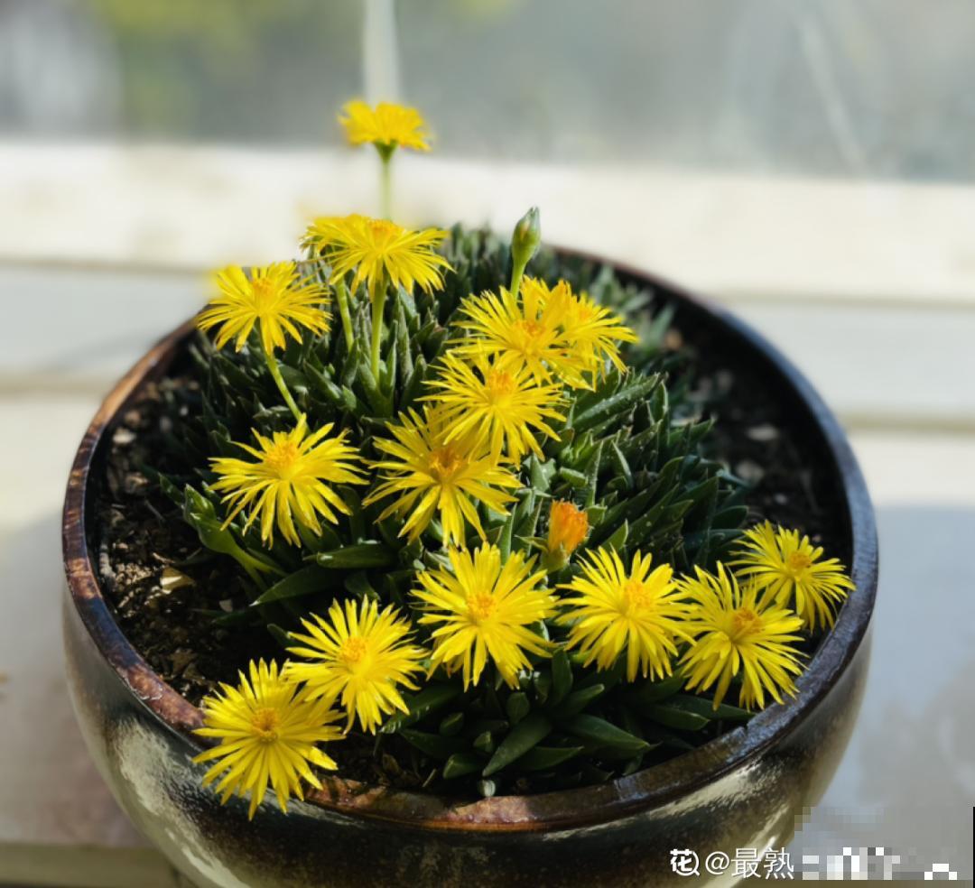 阳台虽小，种点花草，也能变成小花园