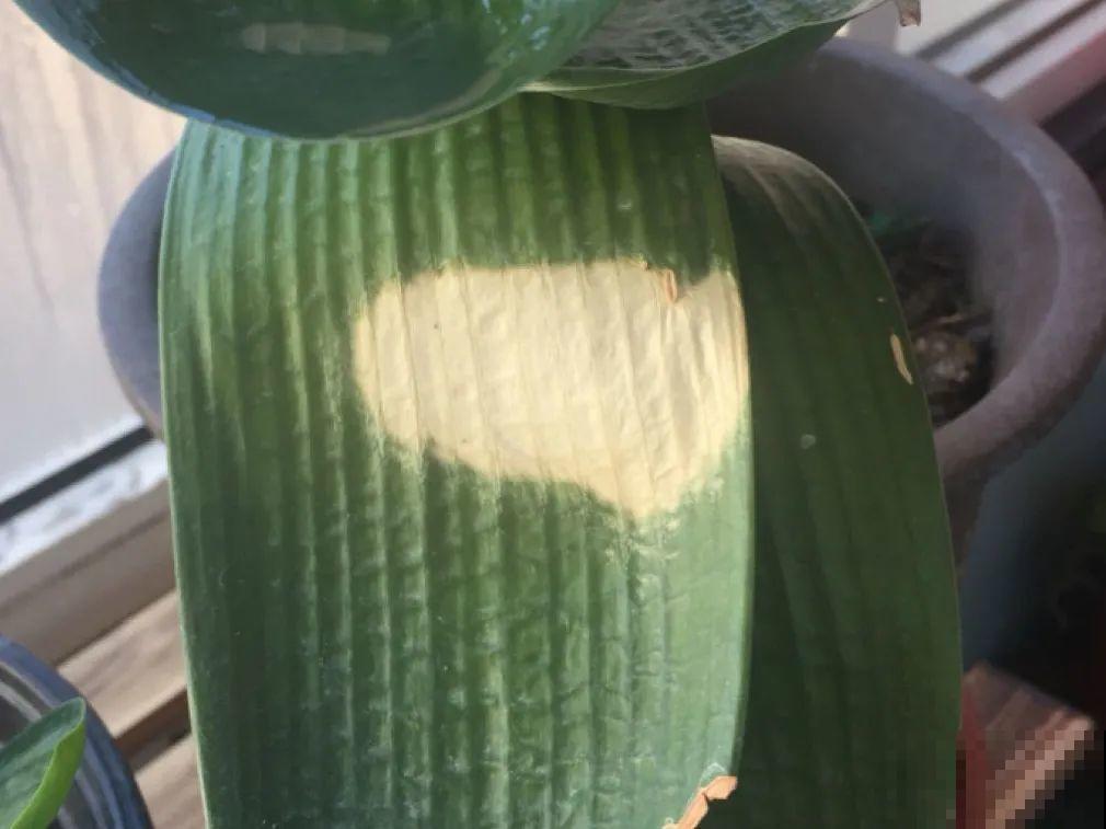 最怕晒的10种花,赶快搬进屋,否则会死掉 最怕晒的10种花,赶快搬进屋,否则会死掉