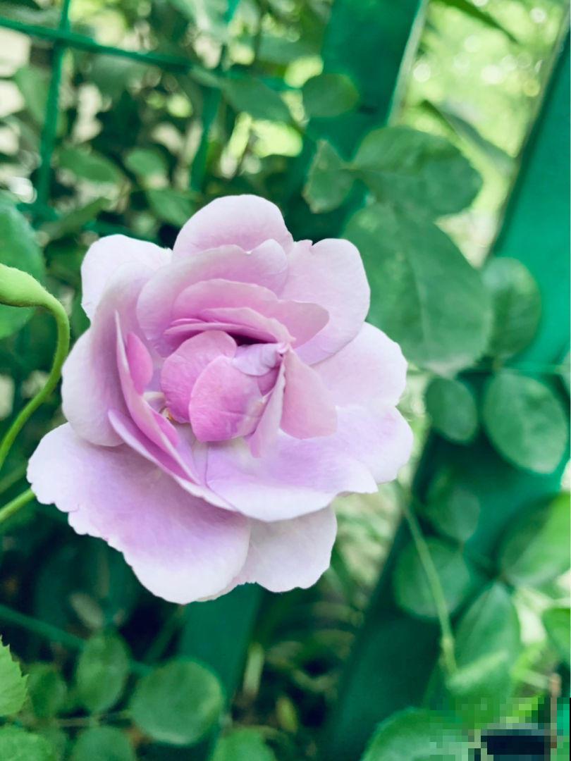 月季的水培技巧，轻松养出花来，这下水中也能“捞月”了！