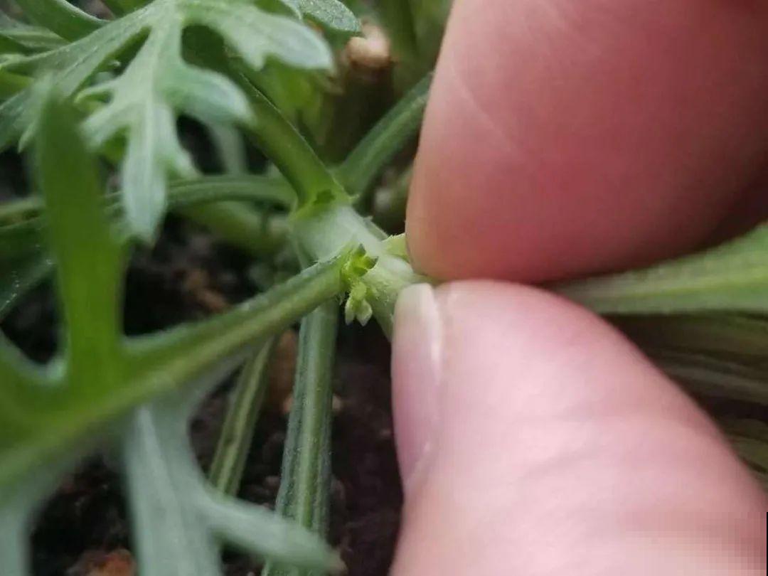 8种花赶紧剃头，剃得越狠，开花越多