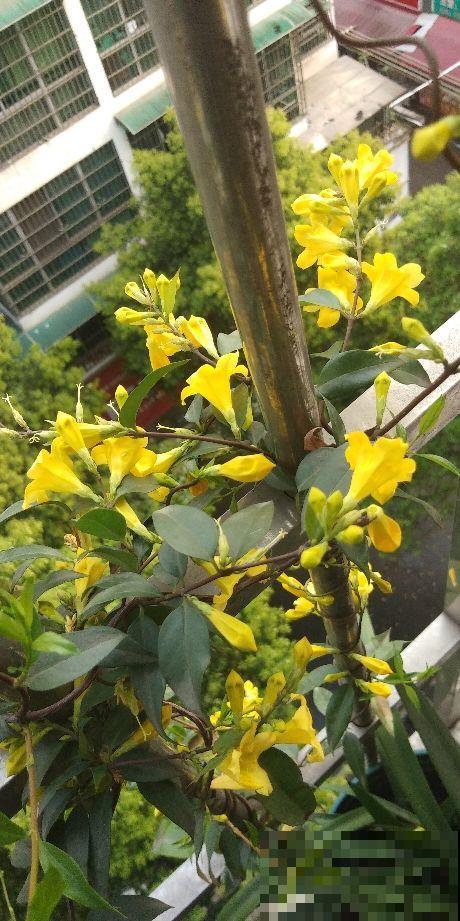 这5种花，只要养好一种，家里瞬间变成大花园
