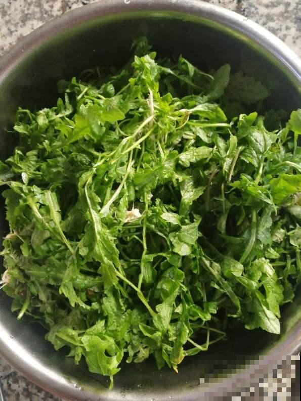 5月初长势超旺的野菜，山上溜达一圈，能摘好几袋子