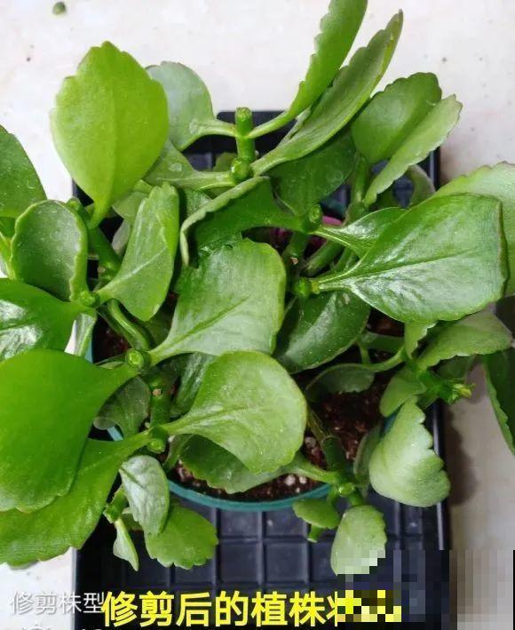 长寿开花后，要好好修剪，很快冒新芽