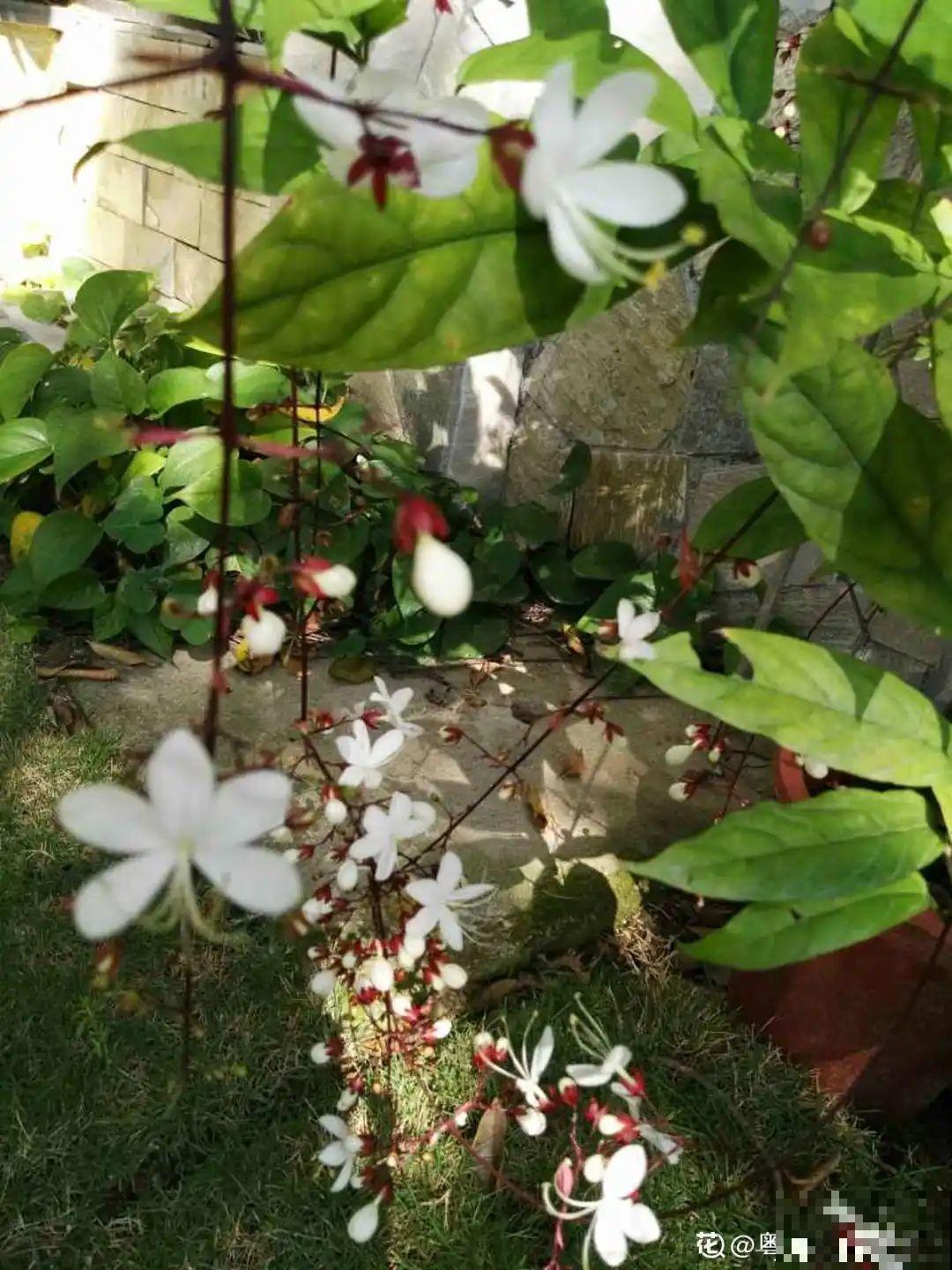 灵动仙气的垂丝茉莉,颜值超高,开花秀美多姿 灵动仙气的垂丝茉莉,颜值超高,开花秀美多姿