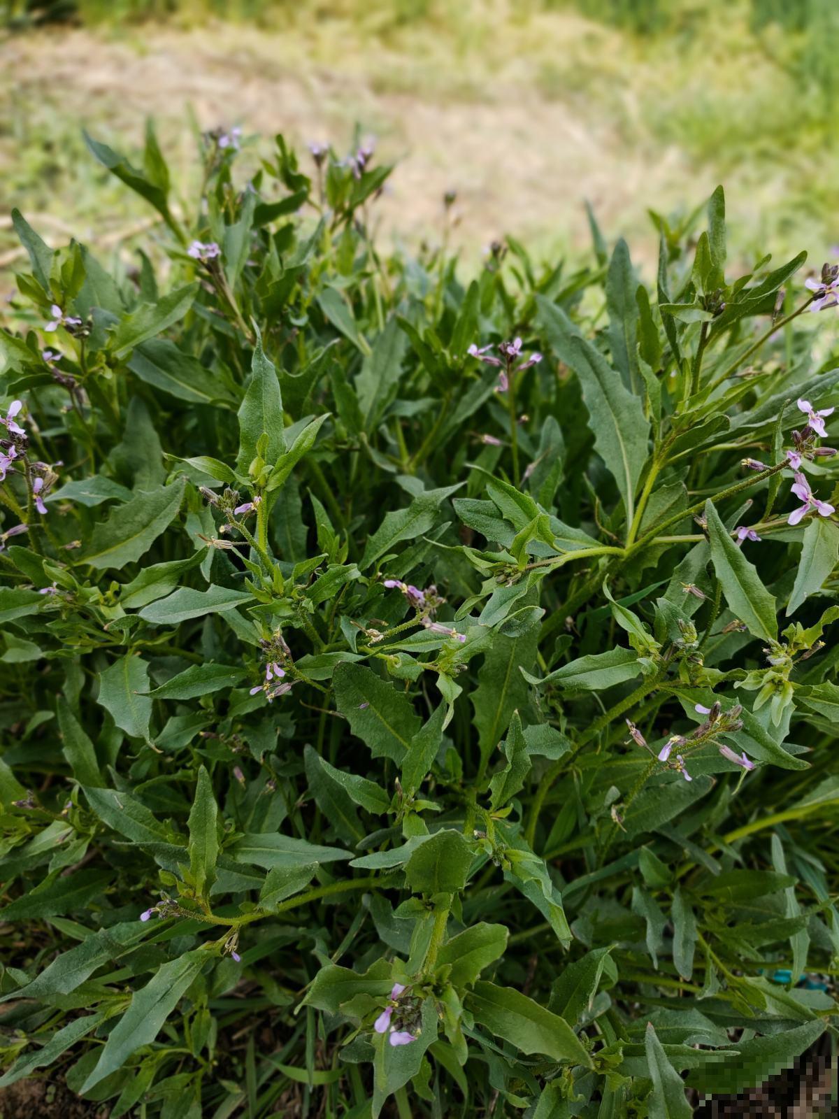 这些“草”其实是野菜，长路边没人要，超市争着买！