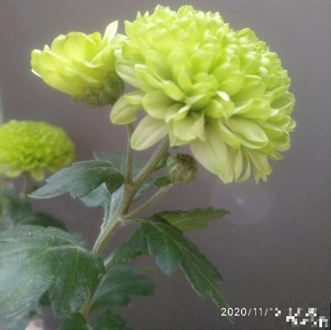 春天养盆绿色花,看着清爽干净,今年一定要养一盆 春天养盆绿色花,看着清爽干净,今年一定要养一盆