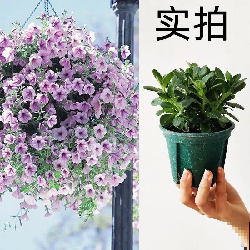 夏天修剪要下狠手,剪得越狠越爆盆,多晒长成大花球 夏天修剪要下狠手,剪得越狠越爆盆,多晒长成大花球