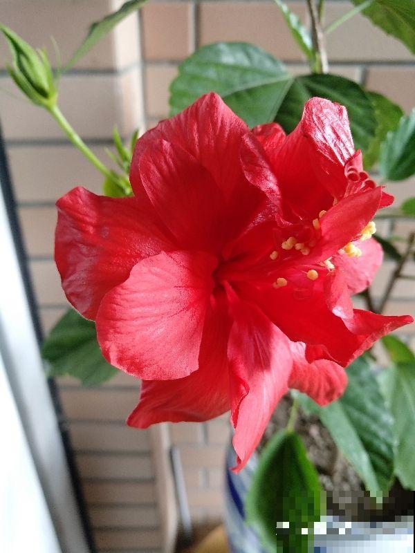 邻居折断了我的蜀葵，我带着监控去找，真解气