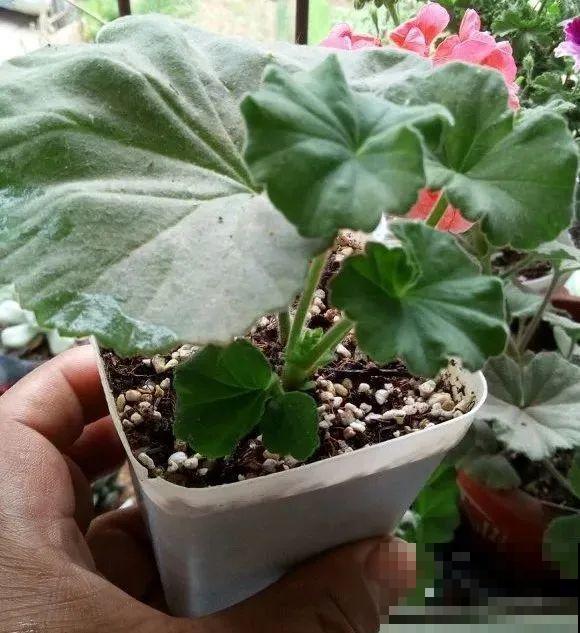 12种花真是太能生，叶子沾土就生根，实在太好活