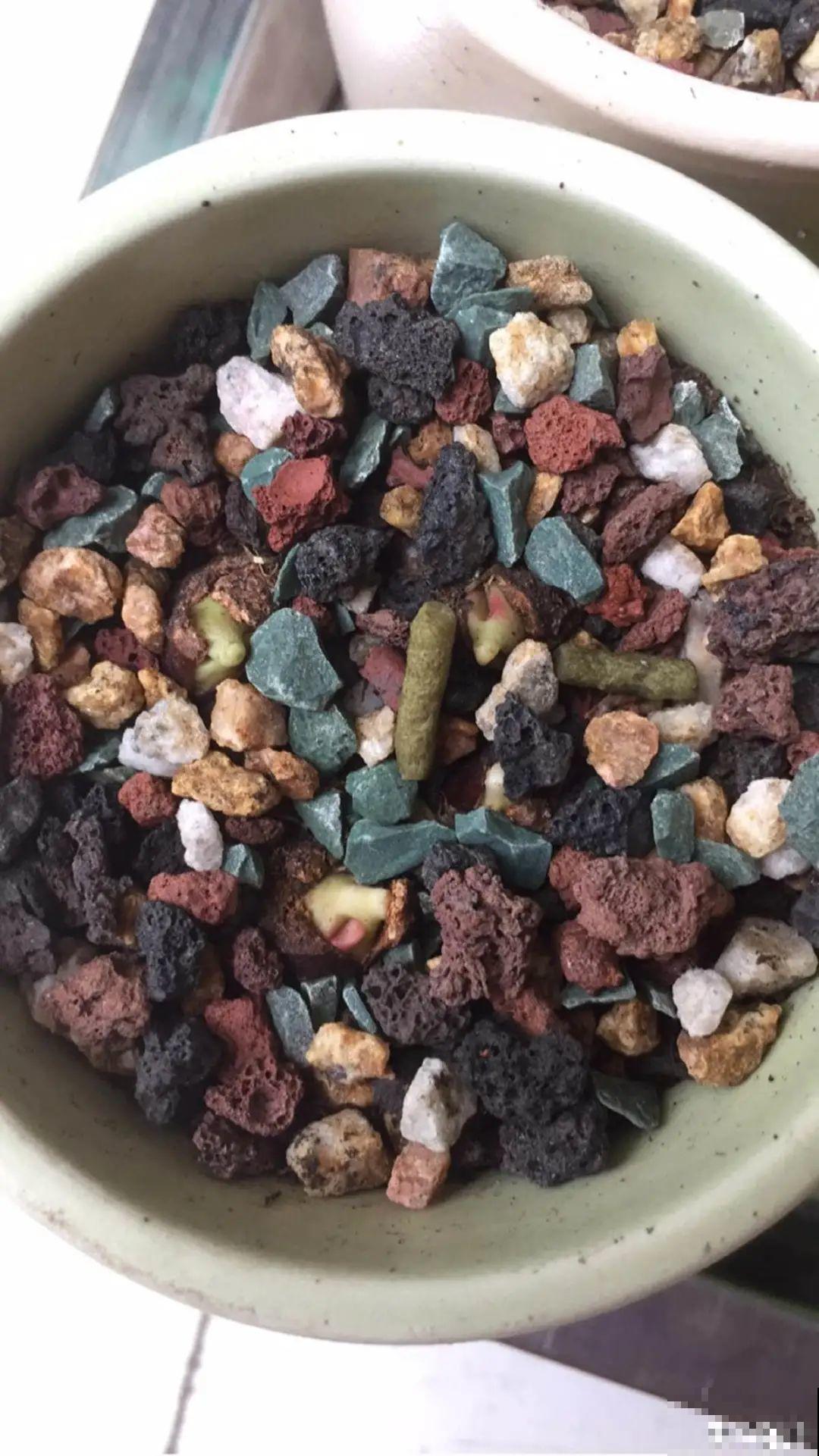 玉米棒子插水里，比绿植长得快，长成清新小盆栽