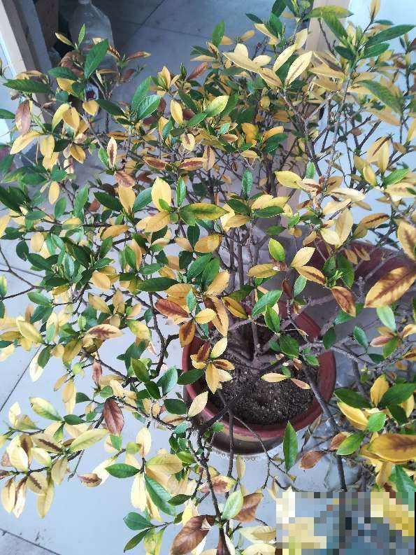 修剪后的枯叶子别丢，还能继续养花，花吃了长得壮