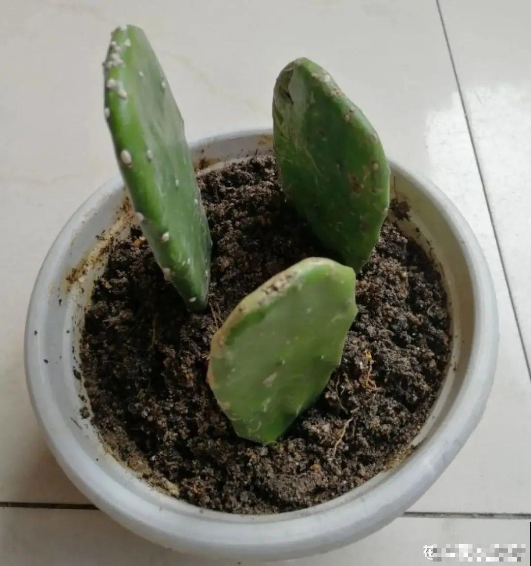 12种花真是太能生，叶子沾土就生根，实在太好活