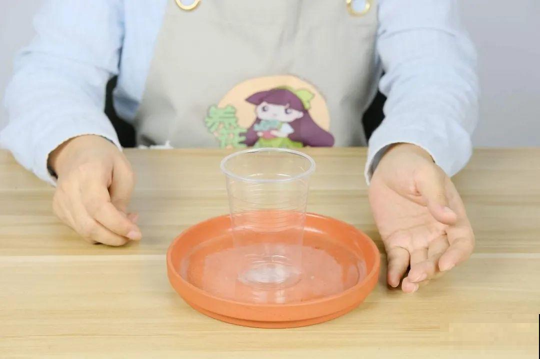 扦插3大“神器”，你家就有不少，成功率特高