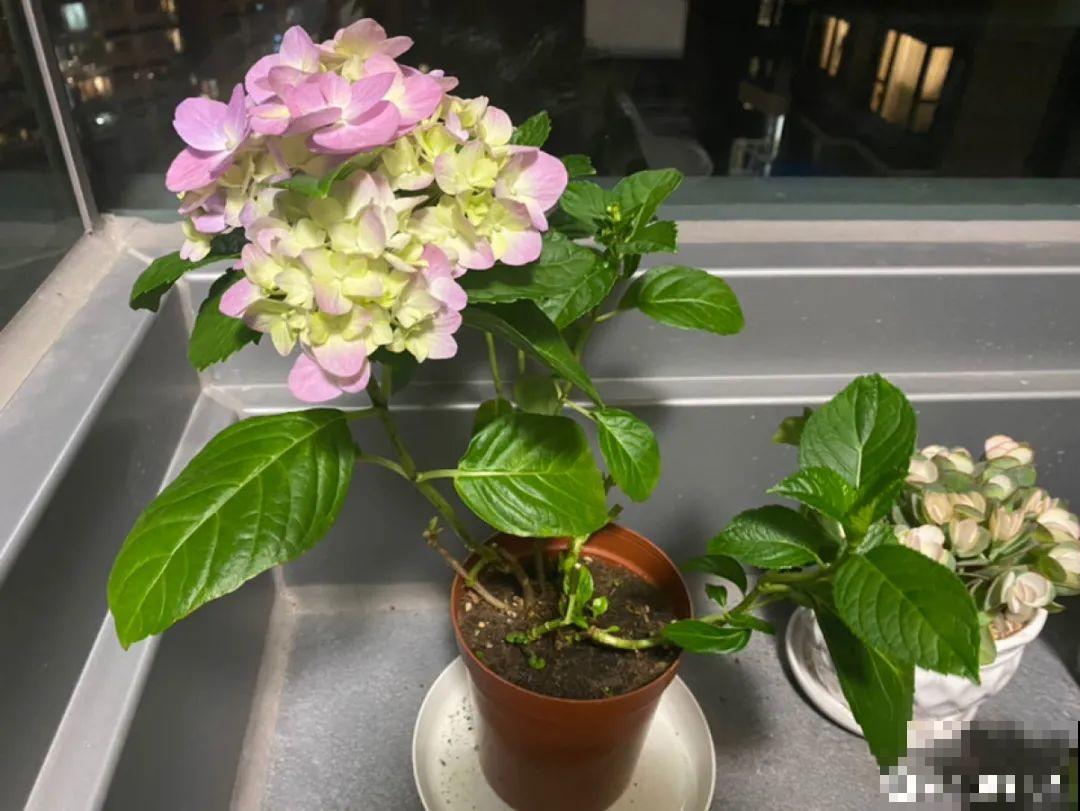 天热了，20种花最怕浇水，浇得越多，死得越快！