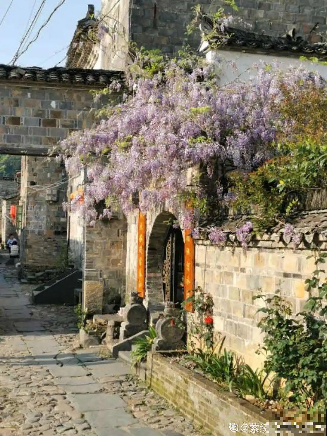 30米高三角梅，千年的紫藤树···5种花越老越值钱