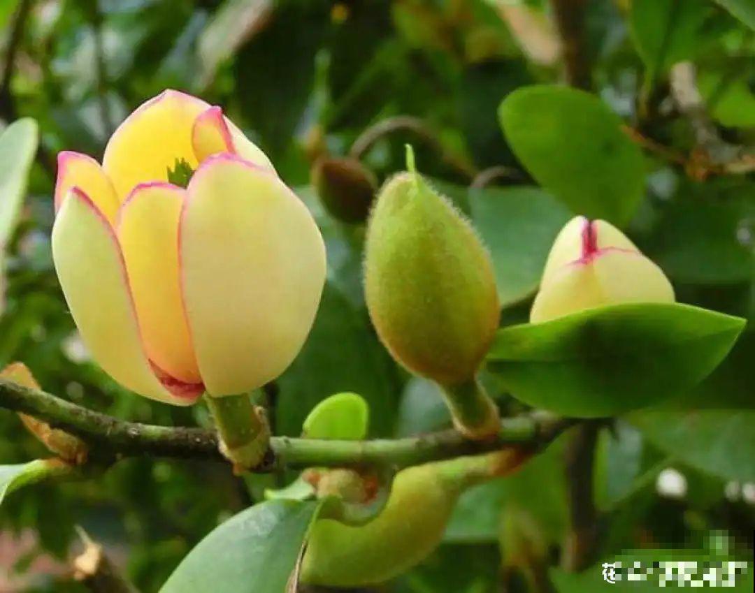 家里养盆香水花,满屋子飘香,还能净化空气 家里养盆香水花,满屋子飘香,还能净化空气