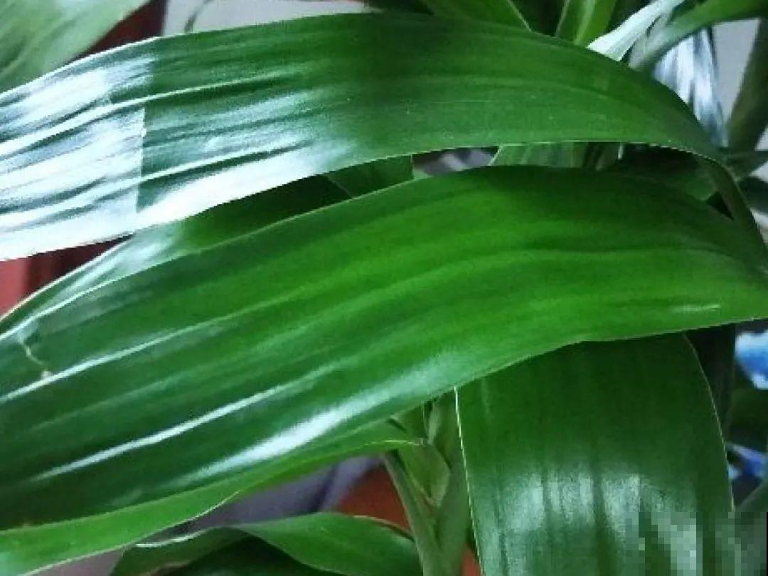 春天多给花喷水，叶子越来越油绿，长势更好