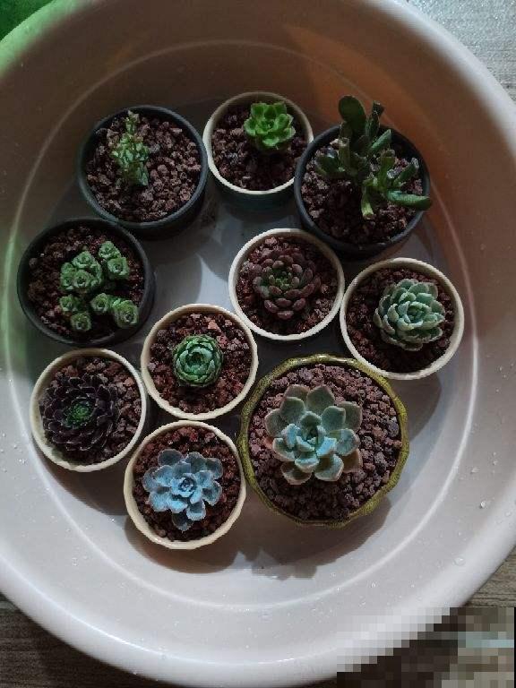 养花时的“行话”，你知道几个？