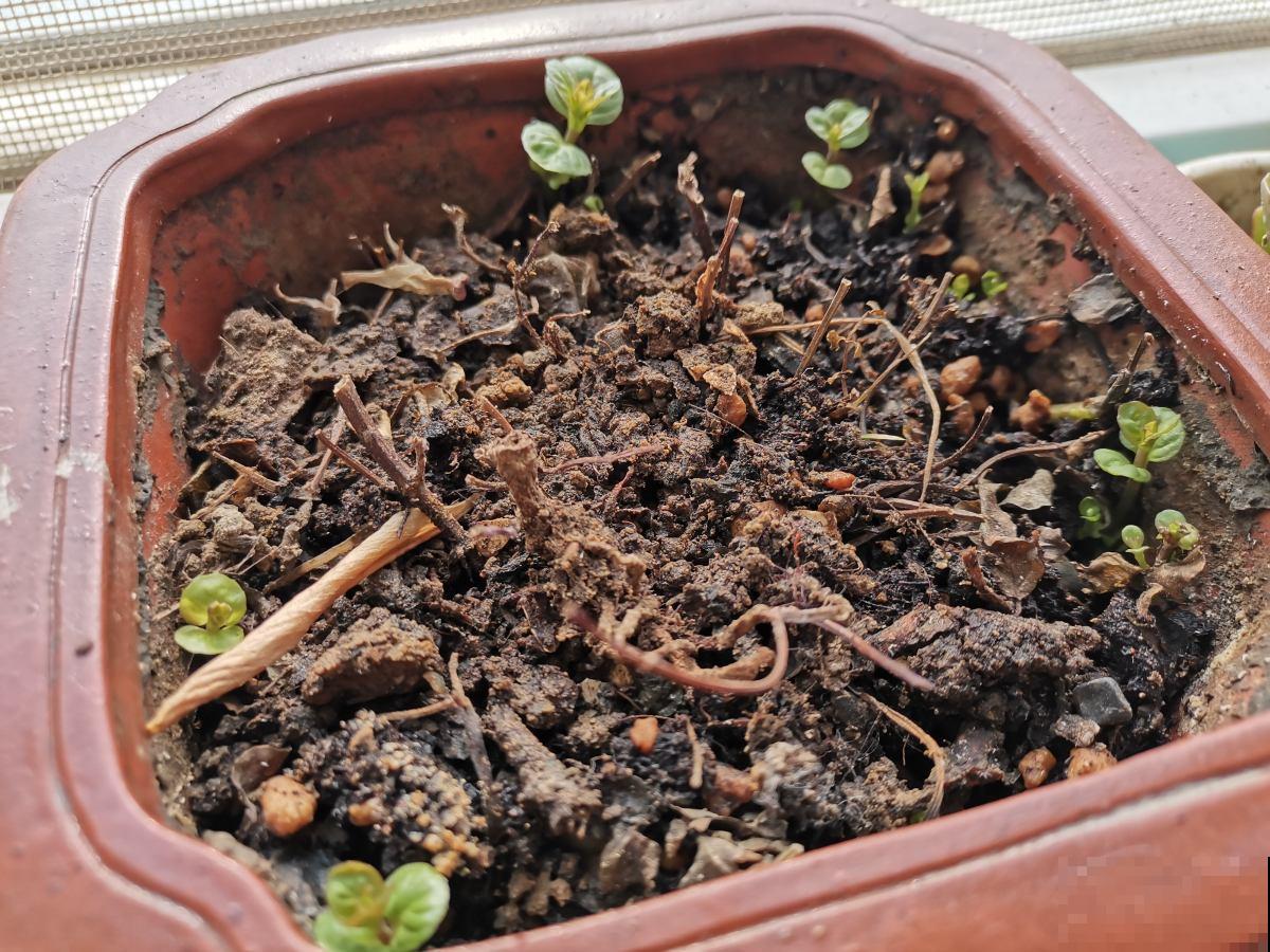 在家薄荷这么养,简单好看,闻着就神清气爽! 在家薄荷这么养,简单好看,闻着就神清气爽!