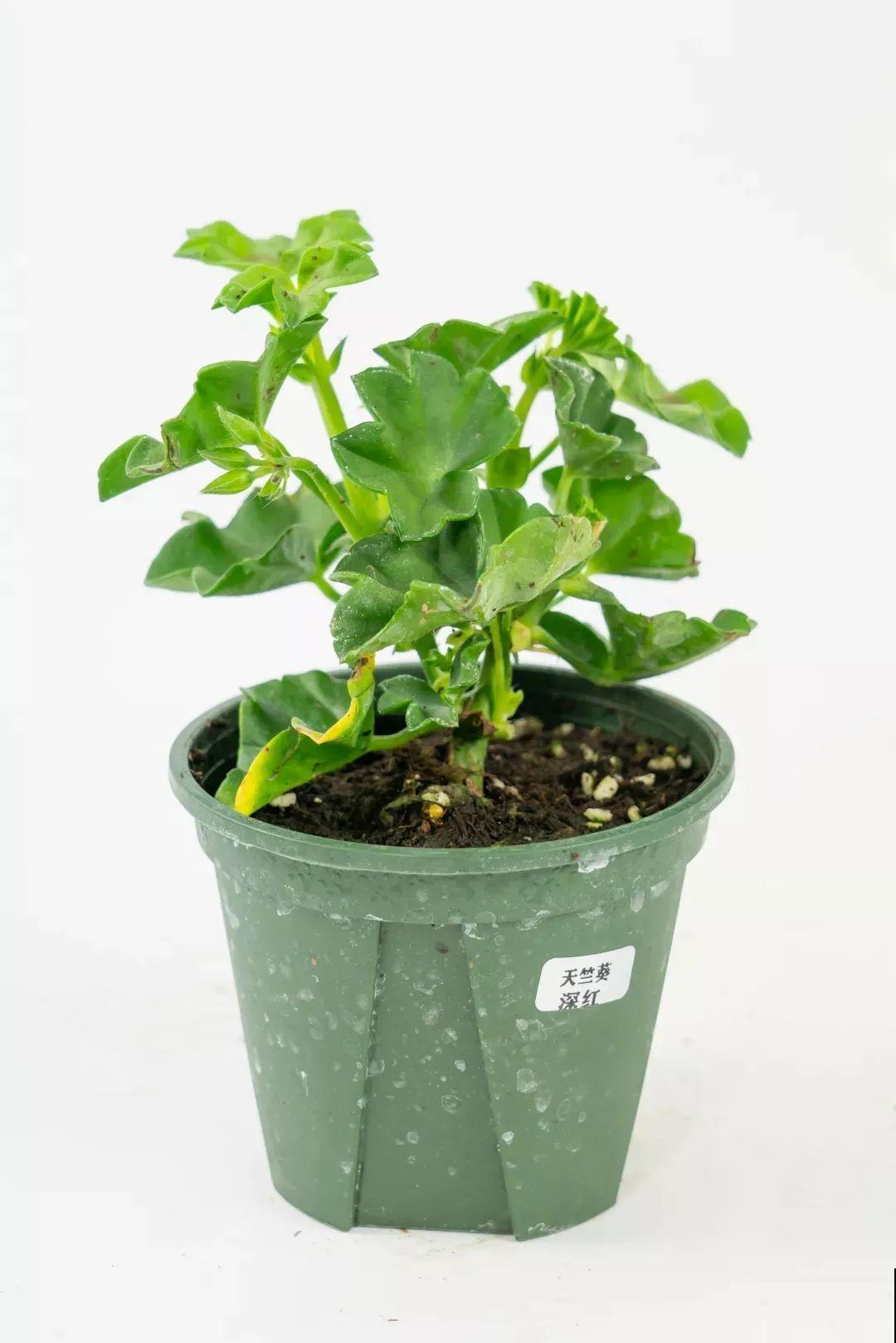 垂吊天竺葵,1年能开上百天,好养不占地儿 垂吊天竺葵,1年能开上百天,好养不占地儿