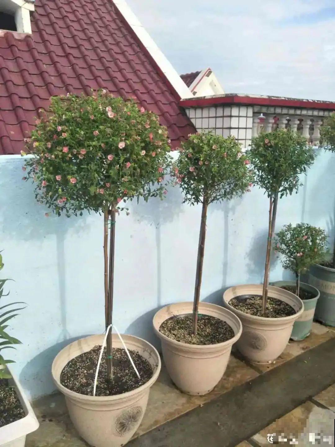 夏天扦插小木槿，半个月生根，养成棒棒糖开出花球