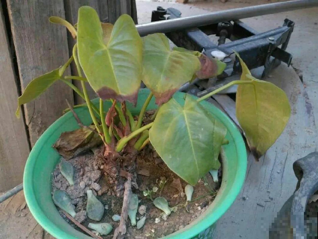 3月份养花,别急着搬出屋外,花容易死翘翘 3月份养花,别急着搬出屋外,花容易死翘翘