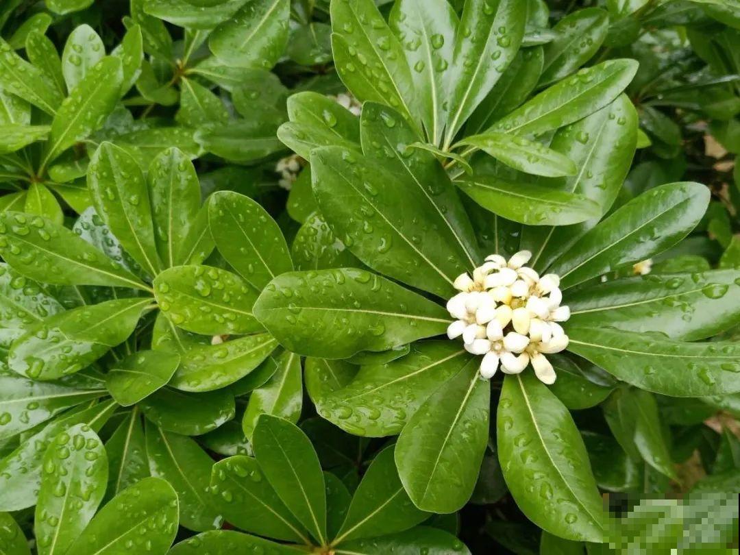 5月出门,收下这份百花图谱,啥花都能叫上名! 5月出门,收下这份百花图谱,啥花都能叫上名!