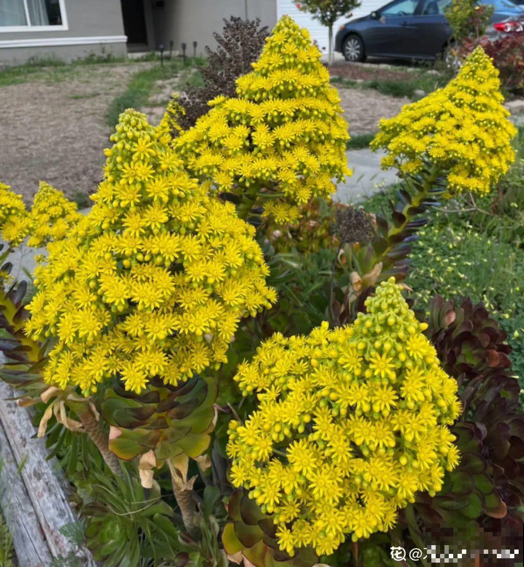 多肉开花不常见，但是颜值还挺高，你会不会剪掉？