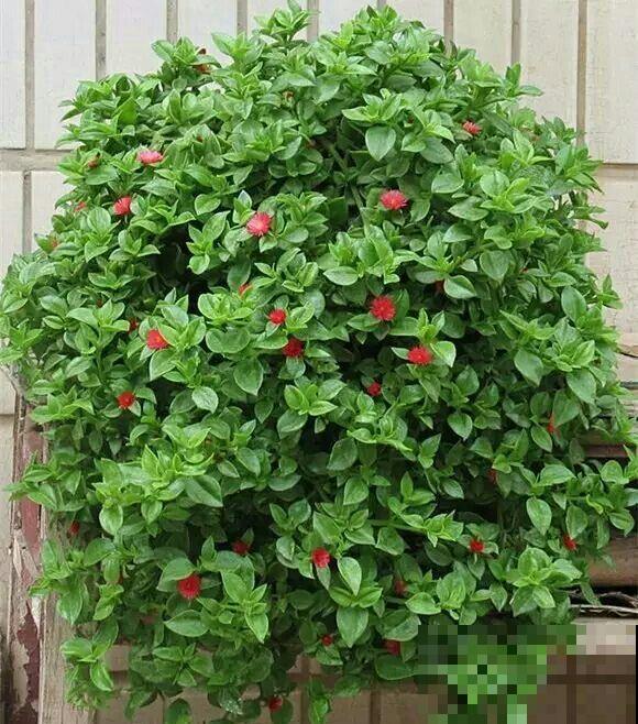 大白墙看着太空了，不如养几盆垂吊花，颜值高好养护